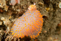 Polycitor giganteus