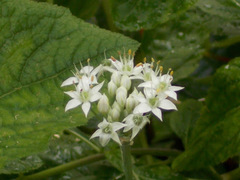 Angiospermae