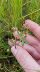 Trifolium bifidum decipiens