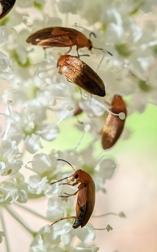 iNaturalist observation photo of Pentaria