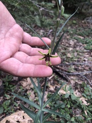 Fritillaria brandegeei