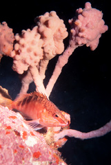 Pyura spinifera