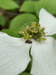 Glyptobaris lecontei