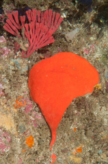 Echinoclathria leporina