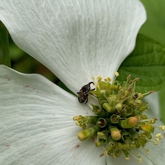 Glyptobaris lecontei