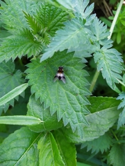 Leucozona lucorum