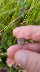 Trifolium albopurpureum