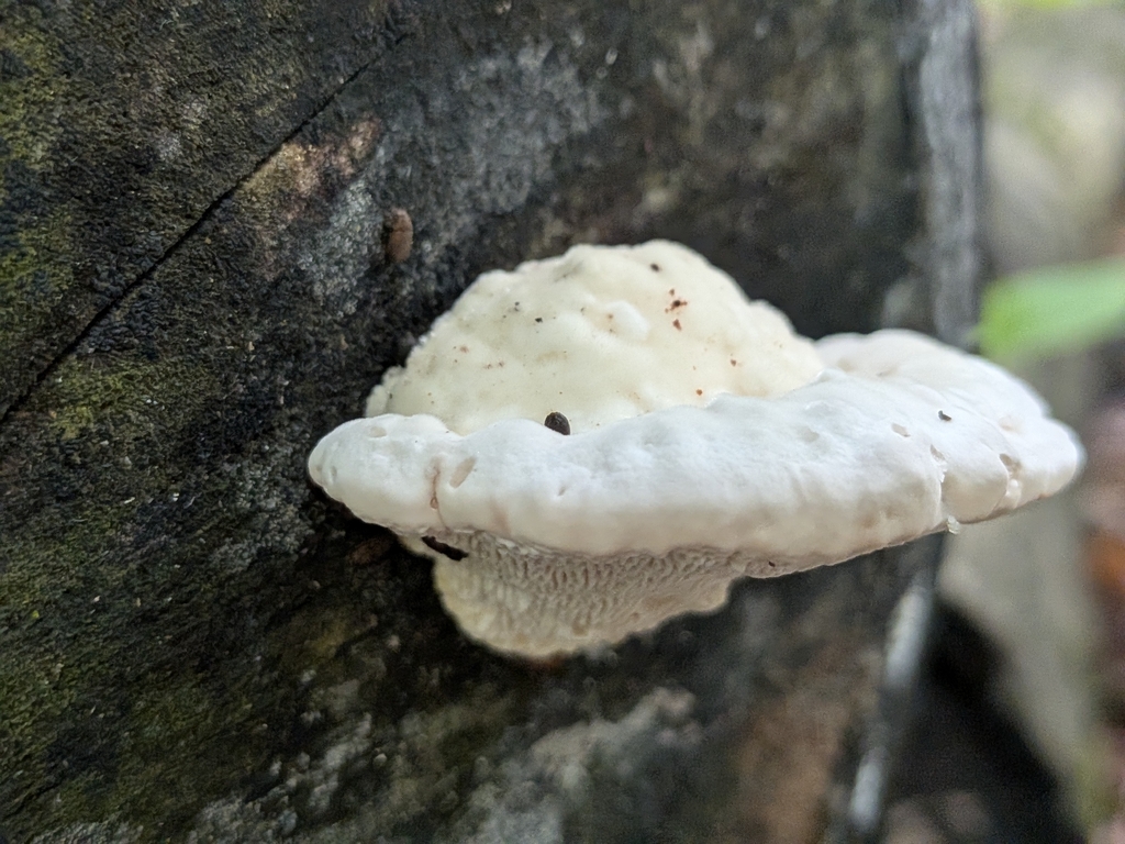 Lumpy Bracket · August 2026 · photo: Photo: (c) Kalvin Chan, some rights reserved (CC BY) · iNaturalist