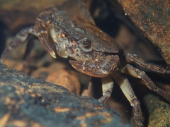 Cryptopotamon anacoluthon