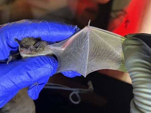 Evening Bat observed by cicerodeguzman