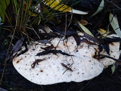 Rhodofomitopsis feei