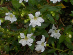 Cuphea hyssopifolia