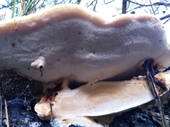 Rhodofomitopsis feei