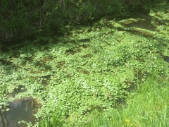 Hydrocotyle ranunculoides