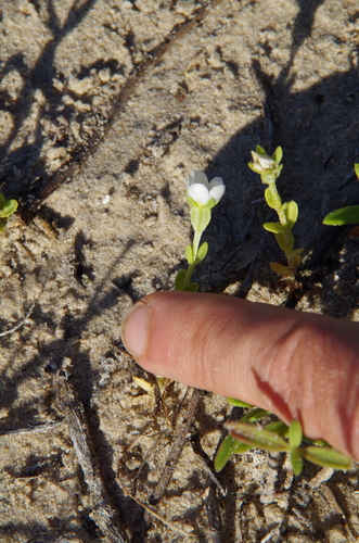 Image of Sabatia arenicola by (c) Eric Knight, some rights reserved (CC BY)