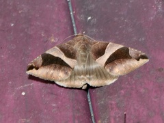 Bastilla arcuata