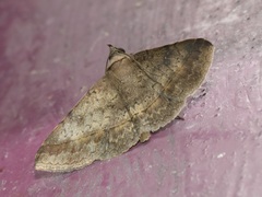 Hypospila bolinoides