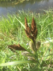 Carex riparia