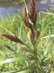 Carex riparia