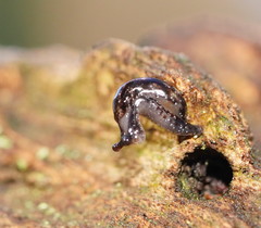 Cystopeltidae