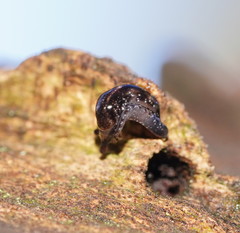 Cystopeltidae