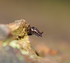 Cystopeltidae