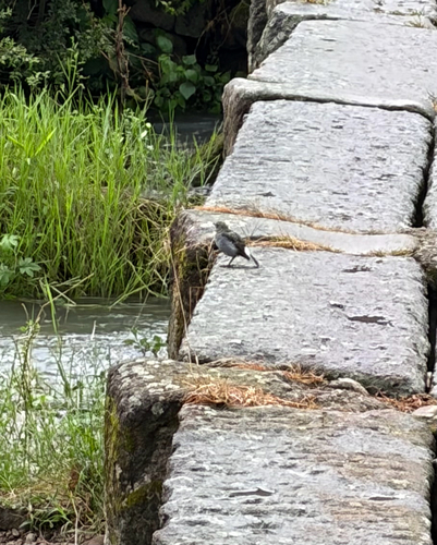 Plumbeous Water Redstart