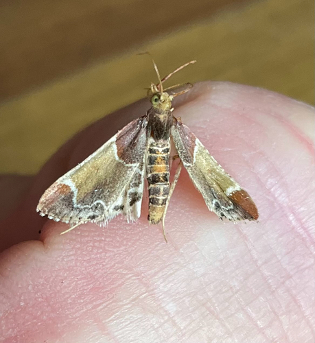Meal moth