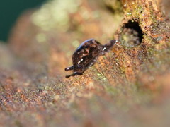 Cystopeltidae