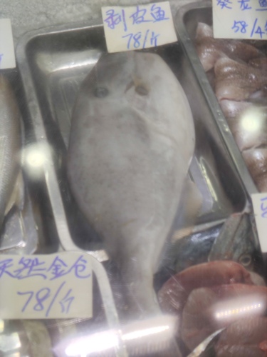 Unicorn Leatherjacket