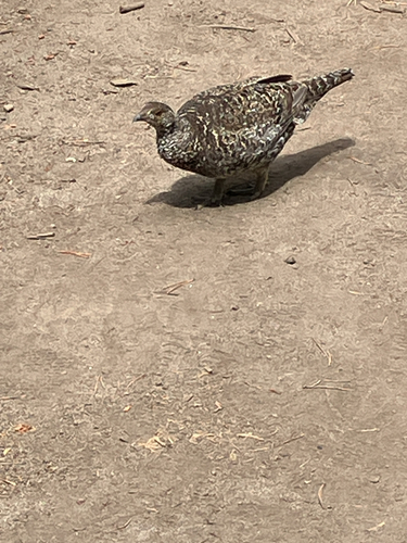 iNaturalist observation photo of Sooty Grouse