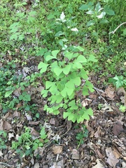 Ginkgo biloba
