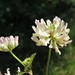 Small White Clover - Photo (c) jim_keesling, some rights reserved (CC BY-NC), uploaded by jim_keesling