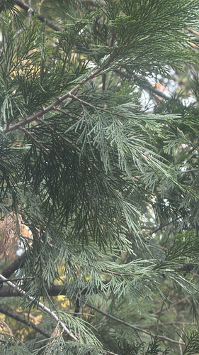 California incense-cedar