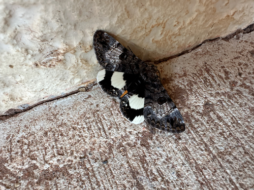 White-spotted Owl-Moth