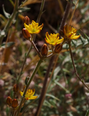 Haplophyllum poorei