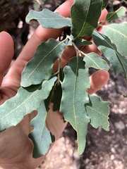 Quercus mohriana