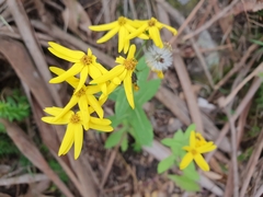Senecio velleioides