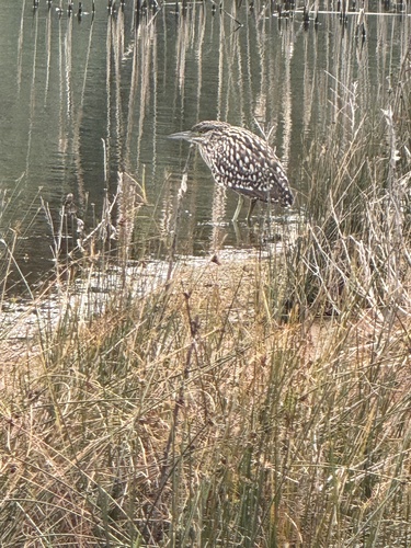 Nankeen Night Heron