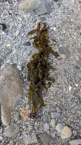Common Kelp