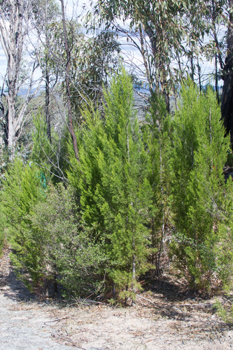 Callitris endlicheri