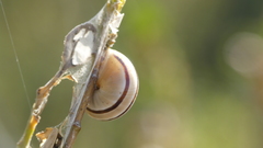 Pseudotachea splendida