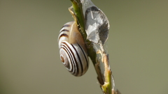 Pseudotachea splendida