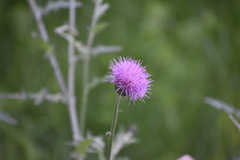 Cirsium texanum