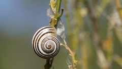 Pseudotachea splendida