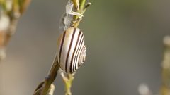 Pseudotachea splendida