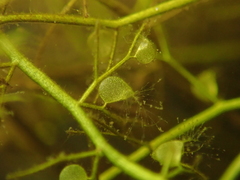 Utricularia gibba