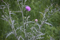Cirsium texanum