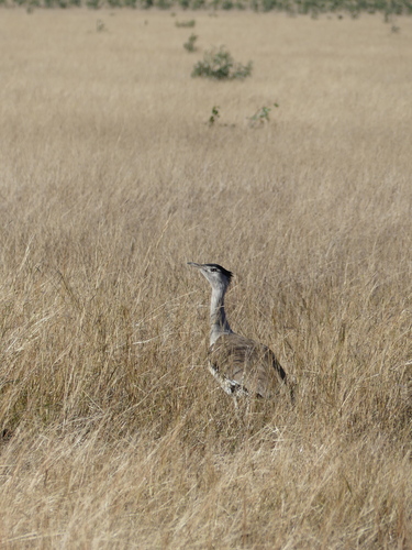 Australian Bustard