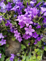 Campanula poscharskyana